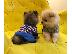 PoulaTo: Dos cachorros de pomerania